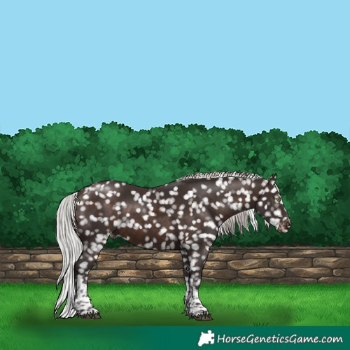 Horse Color:Silver Brown Tobiano Appaloosa 