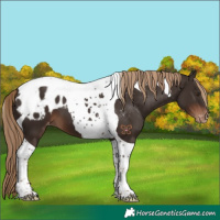 Horse Color:Liver Chestnut Tobiano Appaloosa 