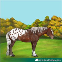 Horse Color:Silver Bay Tobiano Blanket