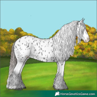 Horse Color:Blue Roan Appaloosa 