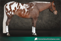 Horse Color:Silver Bay Tobiano Blanket 