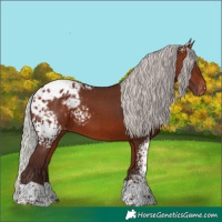 Horse Color:White Spotted Silver Bay Tobiano Appaloosa 