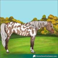 Horse Color:Silver Brown Dun Tobiano Appaloosa 