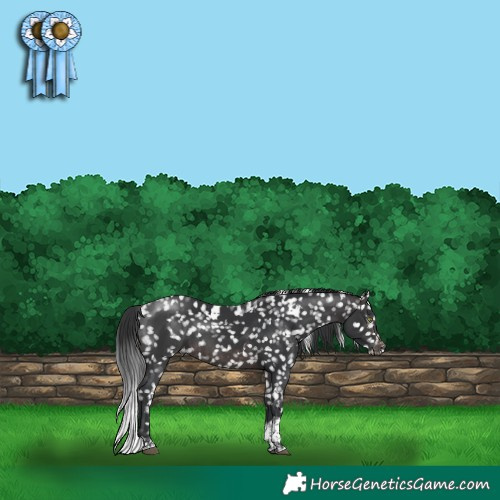 Horse Color:Platinum White Spotted Brown Tobiano Appaloosa 