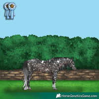 Horse Color:Platinum White Spotted Brown Tobiano Appaloosa 