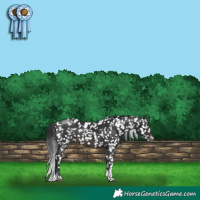 Horse Color:Platinum White Spotted Brown Tobiano Appaloosa 