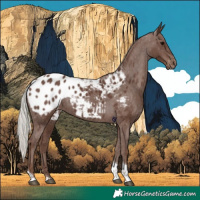 Horse Color:Silver Black Tobiano Appaloosa 