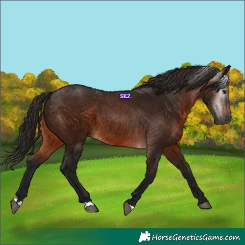 Horse Color:Gray Bay