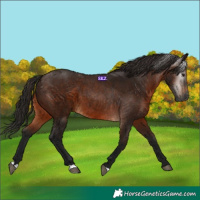 Horse Color:Gray Bay 