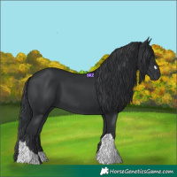 Horse Color:Black 