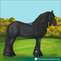 Horse Color:Black 