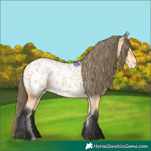 Horse Color:Buckskin Blanket