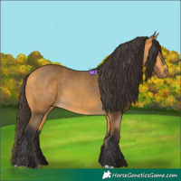 Horse Color:Buckskin 