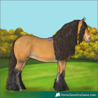 Horse Color:Buckskin 