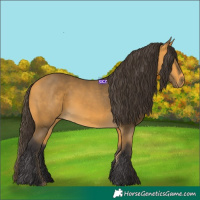 Horse Color:Buckskin 