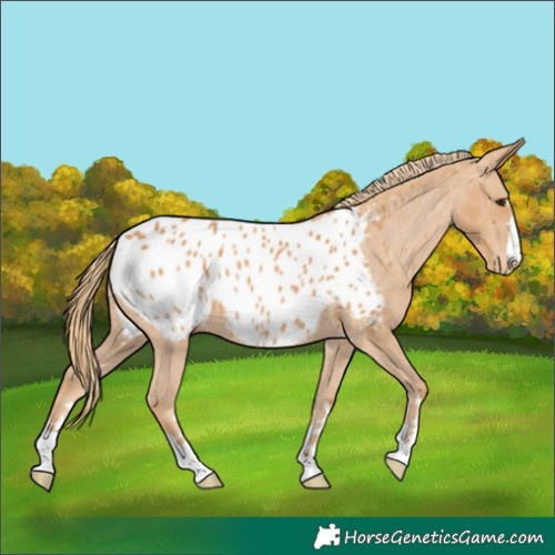 Horse Color:Chestnut Appaloosa