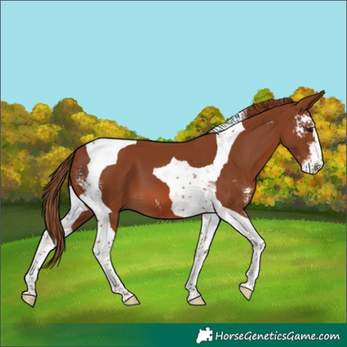 Horse Color:Chestnut Sabino Tobiano