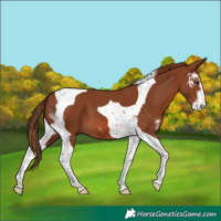 Horse Color:Chestnut Sabino Tobiano 
