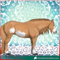 Horse Color:Chestnut Splash Frame  and Chestnut Frame 