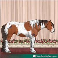 Horse Color:Bay Sabino Tobiano