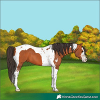 Horse Color:Bay Sabino Tobiano