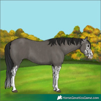 Horse Color:Grullo Sabino Splash  and Gray Grullo Sabino Splash 