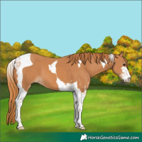 Horse Color:Chestnut Sabino Tobiano 