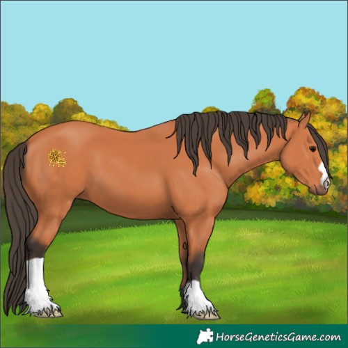Horse Color:Bay 