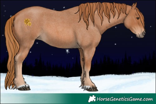 Horse Color:Red Roan 