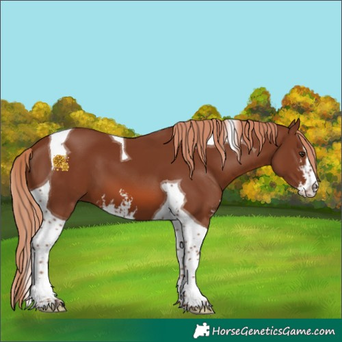 Horse Color:Chestnut Sabino Tobiano 