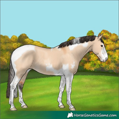 Horse Color:Bay Dun Sabino Tobiano