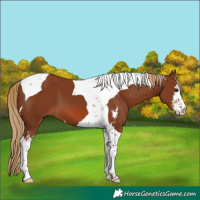 Horse Color:Chestnut Sabino Tobiano 