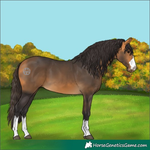 Horse Color:Buckskin 