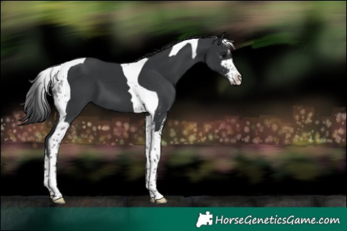 Horse Color:Black Sabino Tobiano