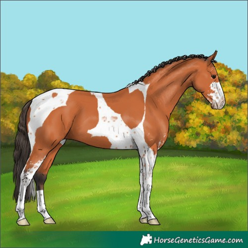 Horse Color:Bay Sabino Tobiano