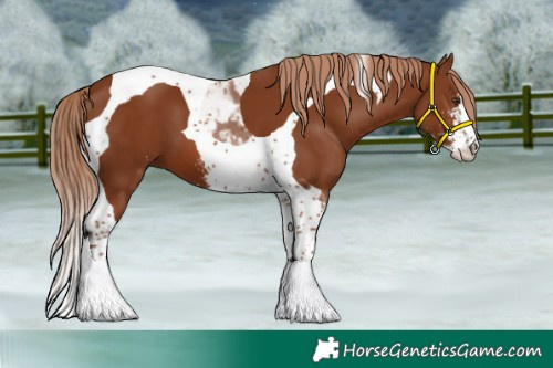 Horse Color:Chestnut Sabino Tobiano