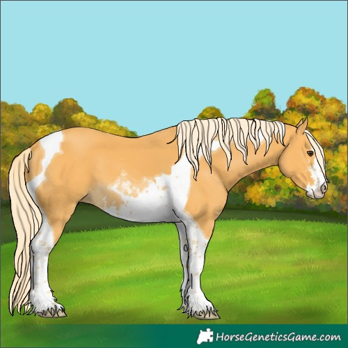Horse Color:Palomino Sabino Tobiano