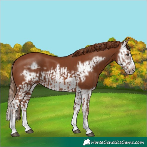 Horse Color:Chestnut Splash Frame  and Chestnut Splash Frame 