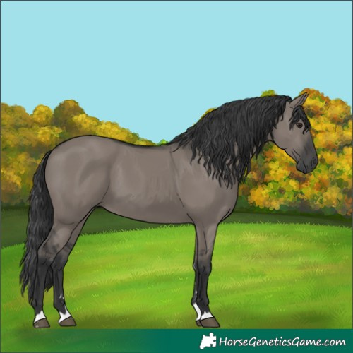 Horse Color:Grullo 