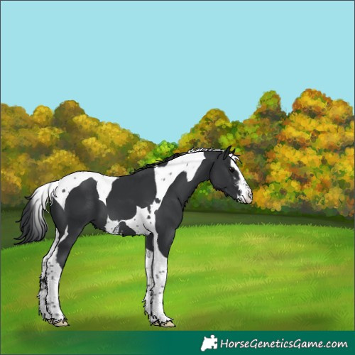 Horse Color:Black Sabino Tobiano 