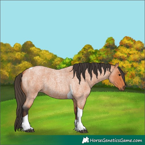Horse Color:Bay Roan Tobiano 