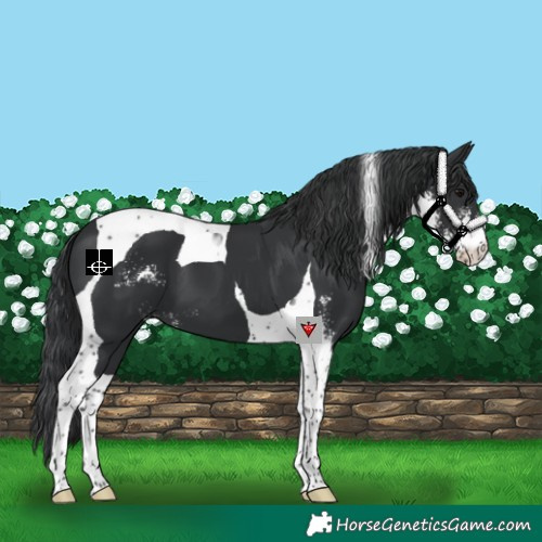 Horse Color:Black Sabino Tobiano 