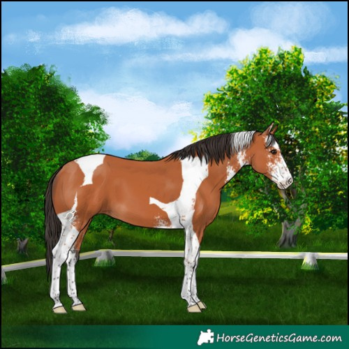 Horse Color:Bay Sabino Tobiano 