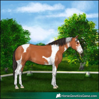 Horse Color:Bay Sabino Tobiano 