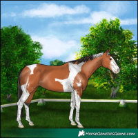 Horse Color:Bay Sabino Tobiano 