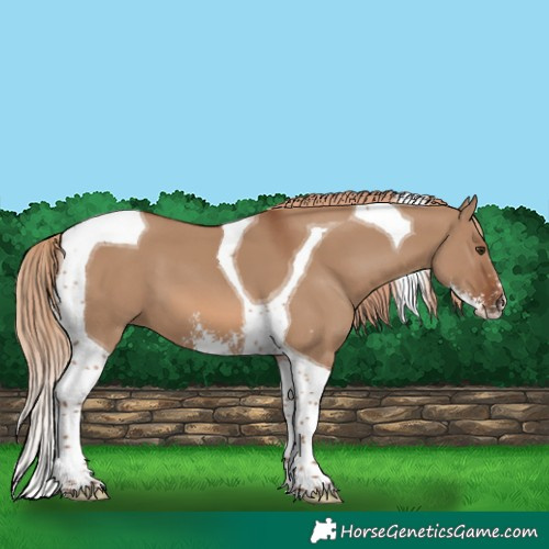 Horse Color:Red Dun Sabino Tobiano 