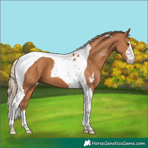 Horse Color:Chestnut Sabino Tobiano 