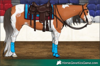 Horse Color:Bay Sabino Tobiano