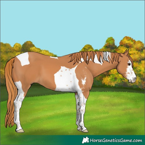 Horse Color:Chestnut Sabino Tobiano