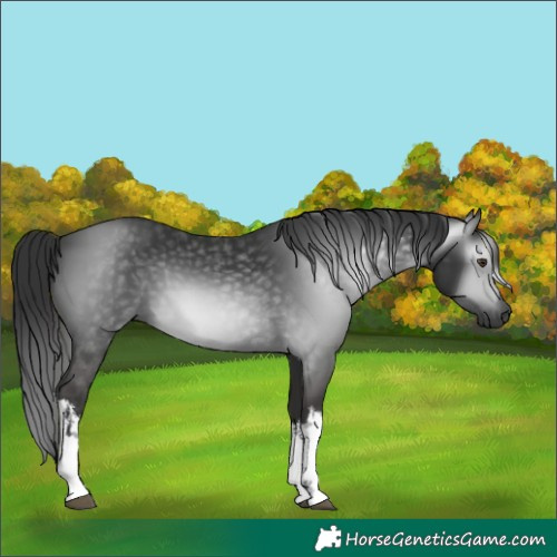Horse Color:Gray White Spotted Liver Chestnut